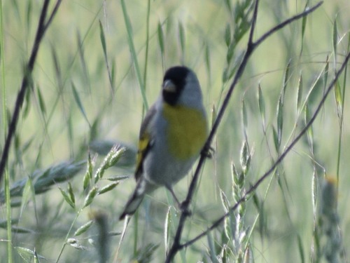 Spinus lawrencei