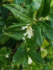 Sarcococca hookeriana