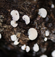 Panellus pusillus