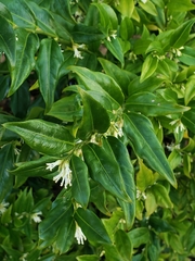 Sarcococca hookeriana