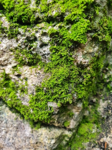 Image of Cololejeunea calcarea by no rights reserved