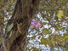 Bauhinia variegata