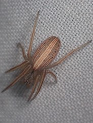 Larinia borealis