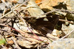 Notocrypta feisthamelii