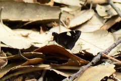 Notocrypta feisthamelii