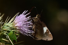 Notocrypta feisthamelii