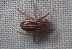 Araneus pratensis