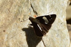 Notocrypta feisthamelii