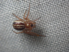 Araneus pratensis