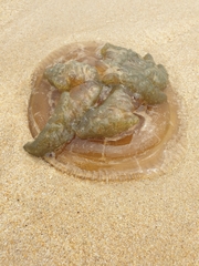 Catostylus