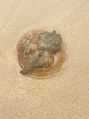 Catostylus