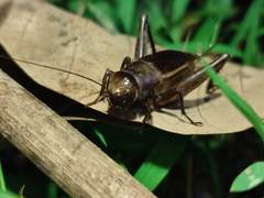 Teleogryllus derelictus