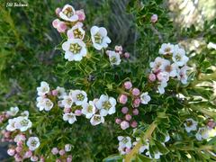 Escallonia virgata