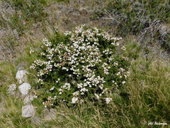 Escallonia virgata