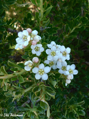 Escallonia virgata