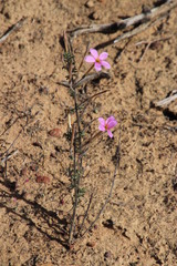 Oxalis hirta tubiflora