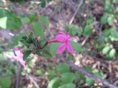 Ruellia amoena