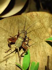 Teleogryllus derelictus