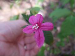 Ruellia amoena
