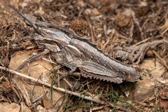 Eumigus cucullatus cucullatus