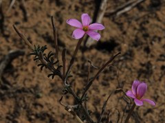 Oxalis hirta tubiflora