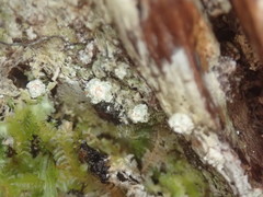 Topeliopsis