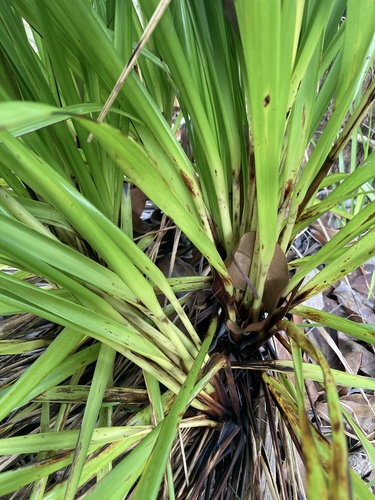 Gahnia beecheyi