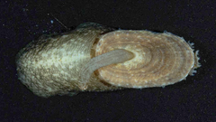 Macroschisma tasmaniae