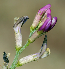Astragalus casei