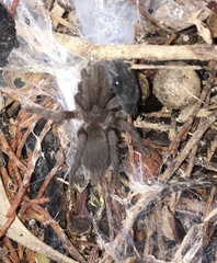 Selenocosmia