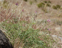Astragalus casei