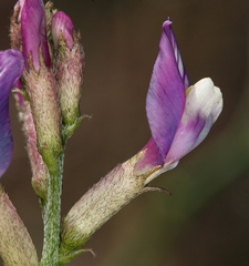 Astragalus casei