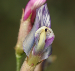 Astragalus casei