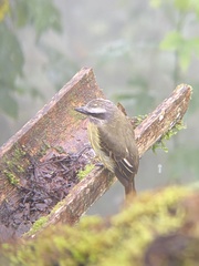Golden-Bellied Flycatcher photo 4