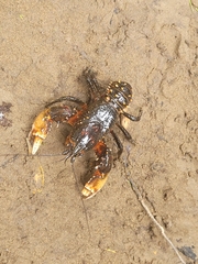 Euastacus yarraensis