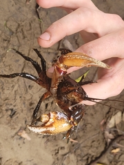 Euastacus yarraensis