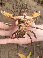 Euastacus yarraensis