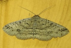 Ericeia sobria