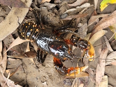 Euastacus yarraensis