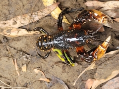 Euastacus yarraensis