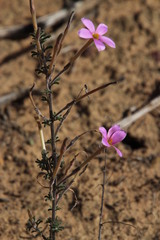 Oxalis hirta tubiflora