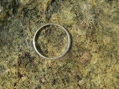 Chthamalus stellatus