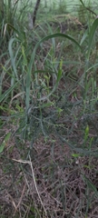 Baccharis articulata