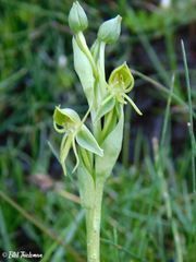 Habenaria pumila