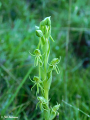 Habenaria pumila