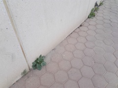 Rumex vesicarius