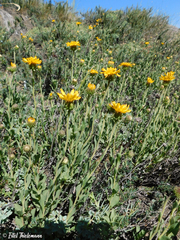 Haplopappus grindelioides