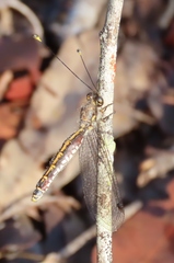 Suhpalacsa subtrahens