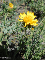 Haplopappus grindelioides