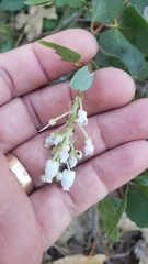 Arctostaphylos mewukka